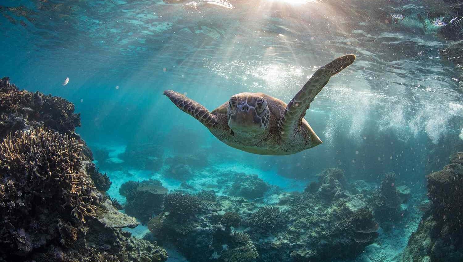 Diving Changes How You Experience a Destination Entirely