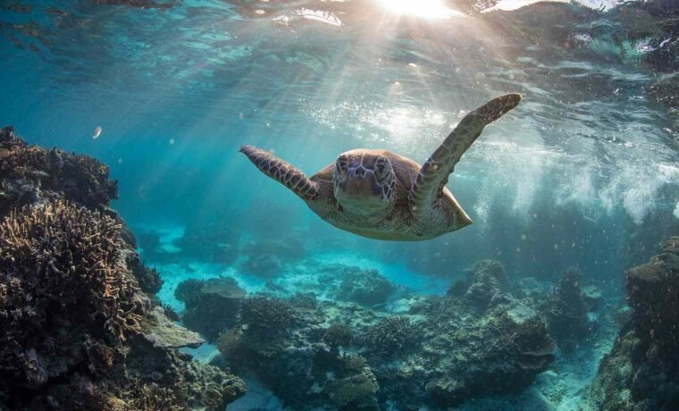 Diving Changes How You Experience a Destination Entirely