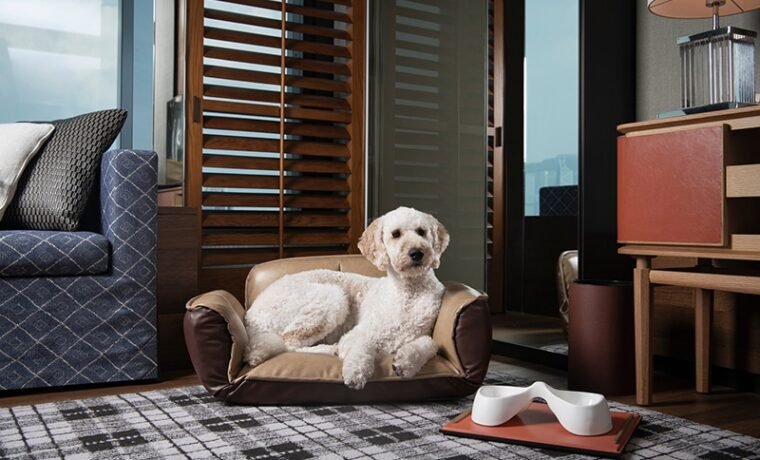 Traveling With a Pet Changes Everything About How You Book